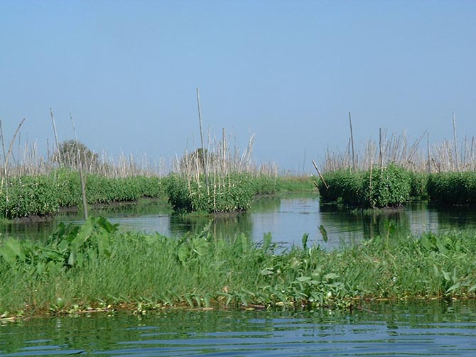 Jardins flottants du lac Inlé - © IRD